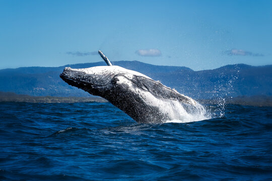 Humpback whale breaching out of the water near  Byron Bay. The cetacean is arching its back and its pectoral fins are fully extended. In the background the mountains are visible