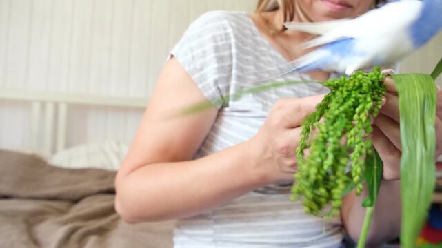 Owner woman feeding a budgie. Close-up. White blue budgerigar perching on the hand. Pet bird is eating fresh greens from human palm. Cozy Indoor Setting. Person is handfeeding a parrot in bright room