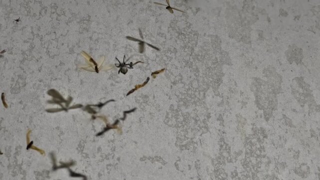 Night footage of several winged termites trapped in a spider web on a textured concrete wall. Features a spider approaching its prey with original ambient sounds of crickets and termite movement