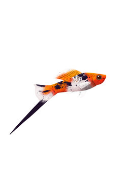 PNG Swordtail fish