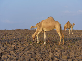 camels in saudi arabian landscape 