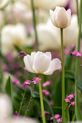 White tulips in the garden