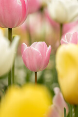 Pink, yellow and white tulips