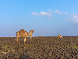 camels in saudi arabian landscape 