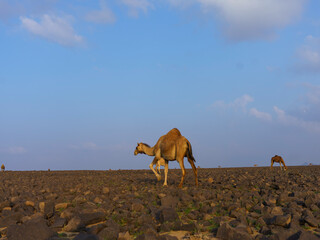 camels in saudi arabian landscape 