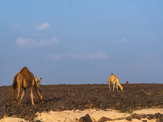 camels in saudi arabian landscape 