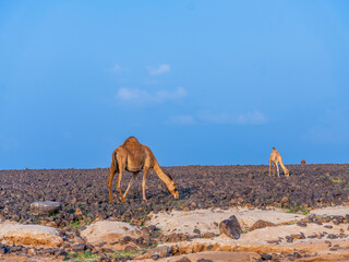 camels in saudi arabian landscape 