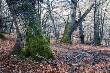 Chestnut forest in autumn