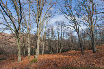 Fototapeta premium Chestnut forest in autumn
