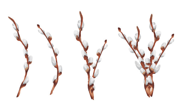 Hand-painted watercolor Easter illustration featuring delicate set of willow catkins pussy willow branches. Soft pastel tones and organic brushstrokes 