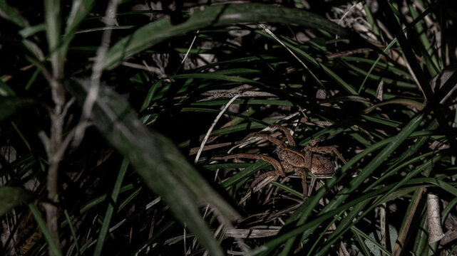 Wolf Spider
