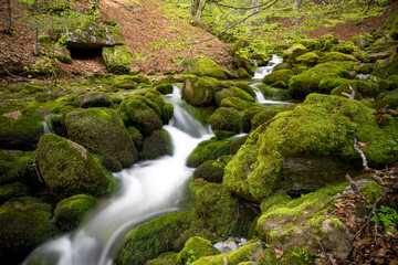 Obraz premium Moss-Covered Rocks and Stream in Argovejo beech Forest, León, Castilla y Leon, Spain