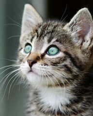 Fototapeta premium baby kitten portrait with hopeful expression, adoption campaign visual, minimal background