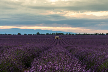 Fototapeta premium Lavender Fields in Provence, France at Sunset
