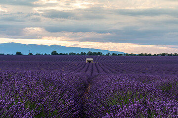 Fototapeta premium Enchanting Lavender Fields of Provence at Sunset