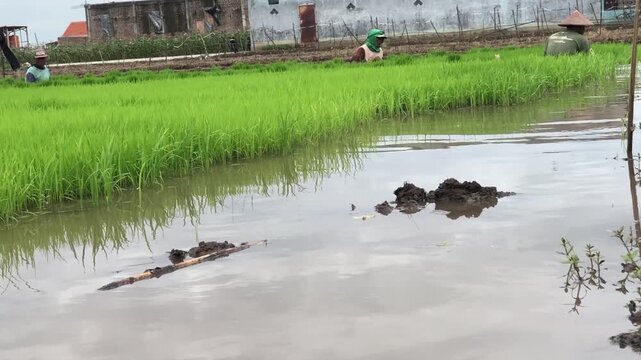 Flooded paddy plot with seedlings and distant rural workers. Irrigated rice nursery reflecting sky beside village buildings. Waterlogged farmland scene showing green shoots and mud clumps. 