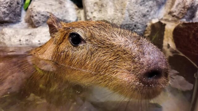 Capybara Relaxing at Japanese Animal Cafe Enclosure