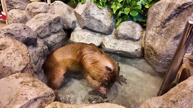 Capybara Relaxing at Japanese Animal Cafe Enclosure