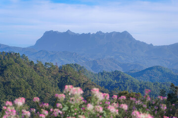 Stunning Sunrise at Doi Luang Chiang Dao with Cleome Flowers.