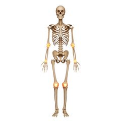 Fototapeta premium Anatomy of the Human Skeletal System, with highlighted joints, offering insights into human health and structure, isolated on transparent background