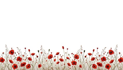 A beautiful and peaceful field of red poppies set against a clean white background, perfect for use as a design element or wallpaper.