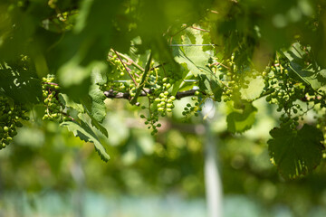 初夏に実り始めたシャインマスカット