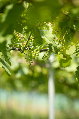 初夏に実り始めたシャインマスカット