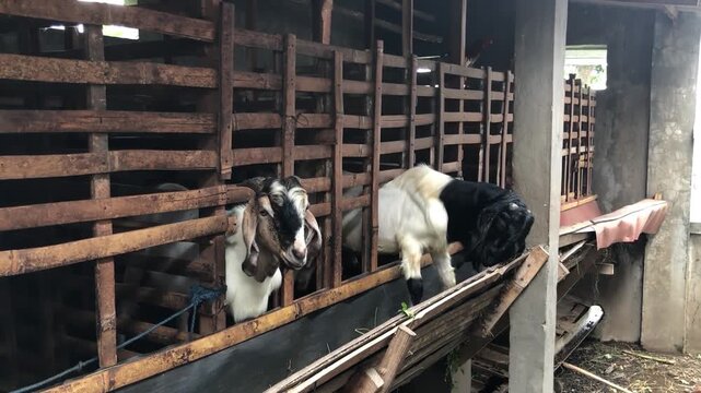 Goat farm aisle with wooden stalls and livestock feeding area. Traditional barn interior showing goats in long pen row. Rural livestock facility with goats inside stable corridor. 