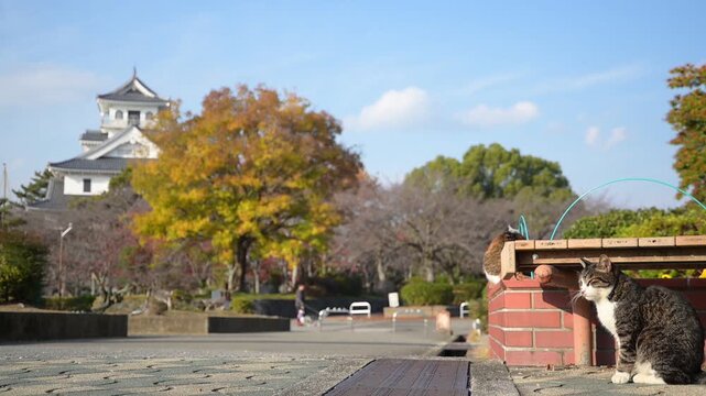 秋の長浜城公園であくびをする三毛猫とキジ猫 （滋賀県長浜市, 2025年12月）