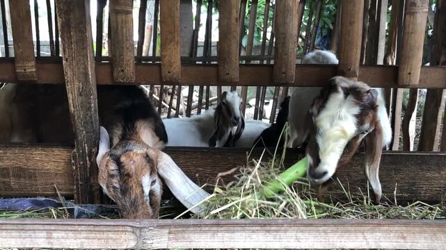 Goats eating hay inside wooden stall at small livestock farm. Domestic goat feeding time in rustic barn with green fodder. Rural animal husbandry scene with goats chewing fresh grass. Traditional goat