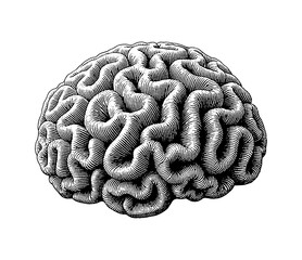 Detailed human brain engraving illustration black and white anatomy medical science knowledge concept