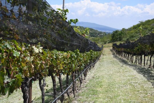grapes in the vineyard