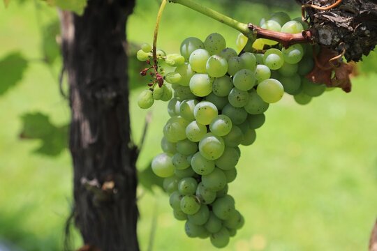 grape