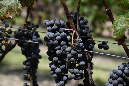 grapes