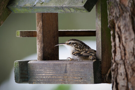 A rare shot of a Treecreeper inside a bird house. These birds usually forage on bark and are seldom seen at feeders in winter