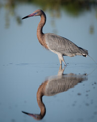 Reddish Egret with reflection