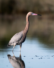 Reddish Egret