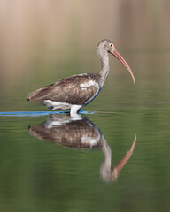Juvenile White Ibis