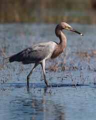 Reddish Egret with a fish.