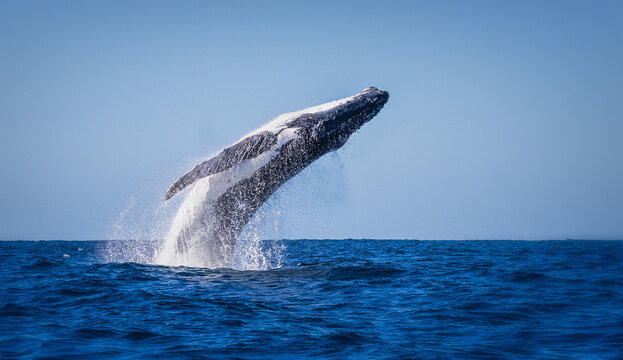 Adult humpback whale breaching out of the water on a calm sunny day in Byron Bay. The cetacean is almost fully out of the water with water dropping from its body. The animal is arching its back.