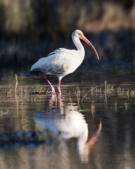 white ibis bird