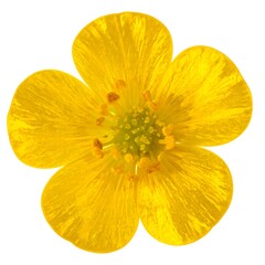 Bright yellow buttercup blossom on white, capturing spring's delicate beauty in a close-up studio shot
