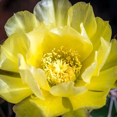 Bright yellow cactus flower, pistils and petals, in warm desert light. Close-up. Detailed texture visible