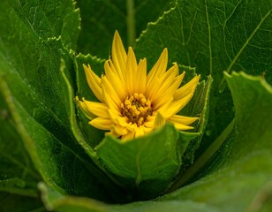 Bright yellow flower blooms nestled amidst layered green leaves, a natural composition, showcasing contrast and textures