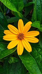 Bright yellow flower with a fuzzy center surrounded by lush green leaves fills the frame, creating a vibrant natural scene