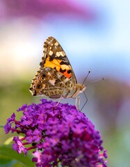 Butterfly atop vibrant purple flower cluster, soft blue and pink bokeh background