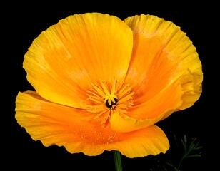 Brilliant orange poppy bloom, intricate center details, captured against stark black backdrop