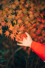 紅葉と子供の手