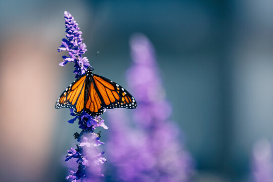 A vibrant Monarch butterfly (Danaus plexippus) c aptured in a detailed close-up view, perched on the purple flowers of a butterfly bush (Buddleja davidii), collecting nectar in bright summer sunlight - Powered by Adobe