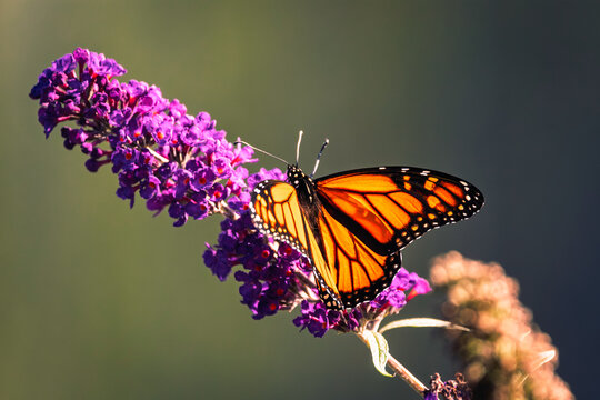 A vibrant Monarch butterfly (Danaus plexippus) with orange and black wings feeds on nectar from the purple flowers of a butterfly bush (Buddleja davidii) in a sunny summer garden.